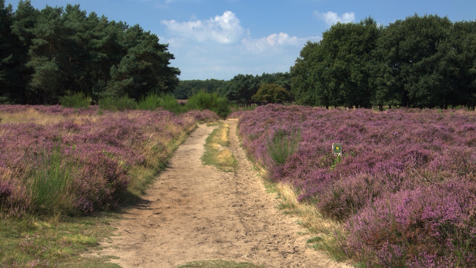 Een zandpad door de bloeiende paarse heide van de Westerheide tussen Laren en Hilversum.
